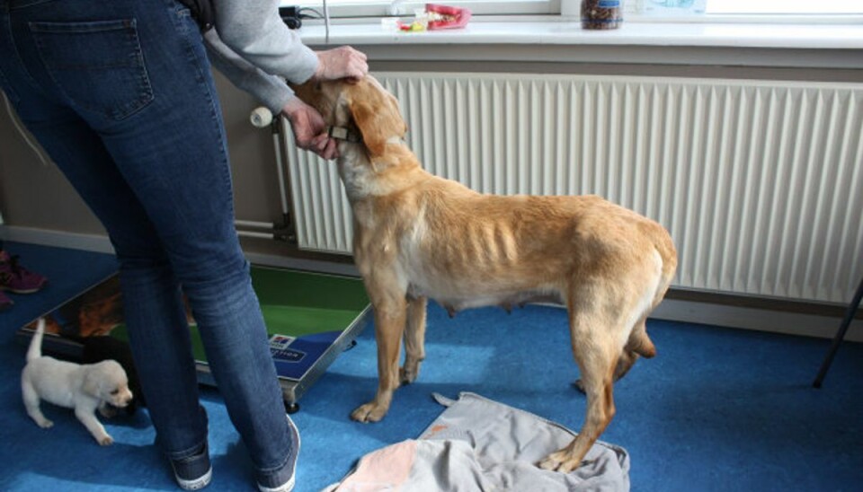 Politiet fjernede 21 hunde fra ejer En stærkt afmagret labrador var blandt de 21 hunde, som Dyreværnet med hjælp fra politiet fredag fjernede fra en hundeejer på Lolland. Foto: Dyreværnet/Free