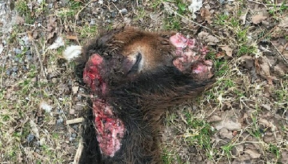 Rystede Jills nyfødte slagtet af hund: Nu vil hun have alle til at gøre noget