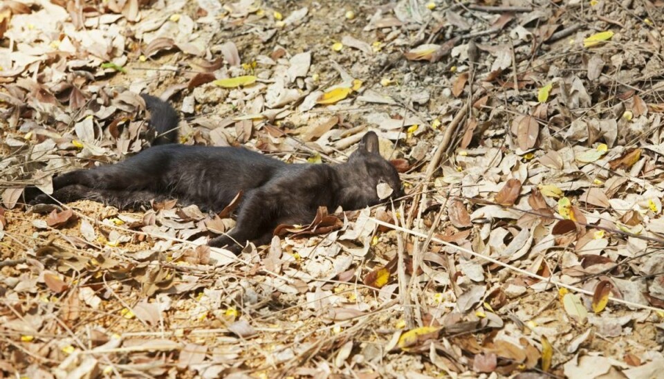 En jaloux mand dræbte eks-kærestens kat. Arkivfoto: Scanpix.