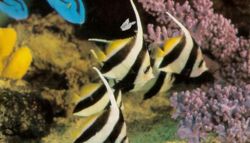 Pausefiskene er tilbage