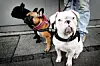 Det er typisk racer som fransk bulldog (på billedet), mops, chihuahua og bomuldshund, der bliver importeret ulovligt til Danmark. Foto: Annelene Petersen/arkiv/Scanpix