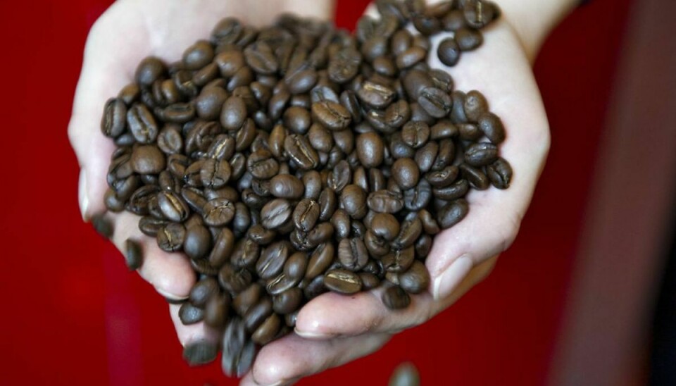 Danskerne elsker arabica-kaffe og op mod 75 procent af alle bønner solgt i Danmark er arabica. En ny britisk undersøgelse peger på, at der i nogle lande svindles med kaffen, så nu vil Fødevarestyrelsen her hjemme undersøge tilstanden. Tidligere er andre fødevareskandaler afsløret. Det kan du se her i galleriet. Foto: Scanpix