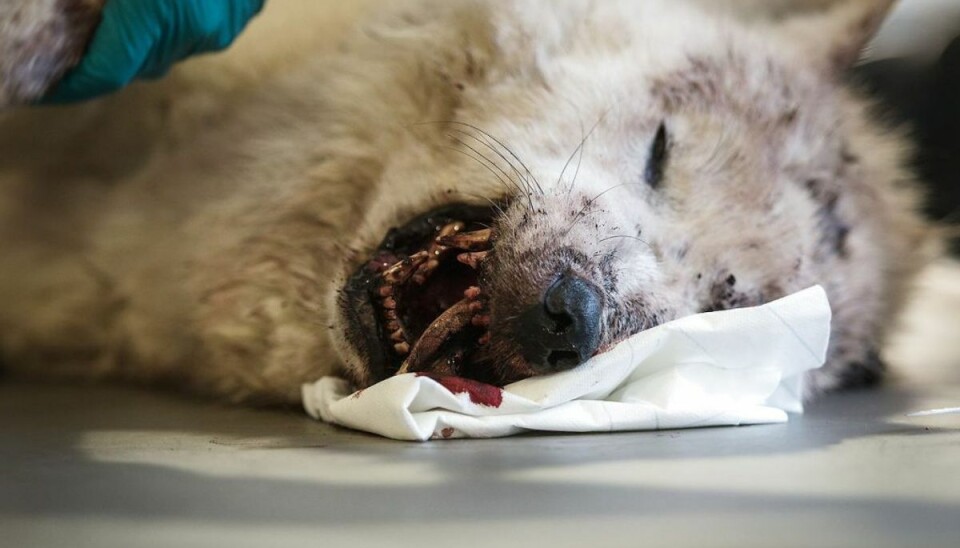 Jæger giver råd til at dræbe ulve så de lider Ulve deler danskerne. Nogle kommer nu med gode råd til at slå dem ihjel uden at blive opdaget. Foto: Sarah Christine Nørgaard/Scanpix.