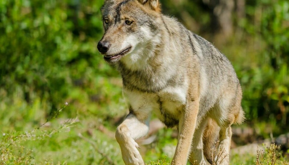 Mikkel Stelvig fortæller, at ulven kan være farlig for mennesker på lige fod med andre dyr. Hvilket vil sige, at vi danskere i udgangspunkt skal frygte ulven på samme måde som en hund. Foto: Scanpix. KLIK VIDERE OG SE HVOR BANGE DU BØR VÆRE FOR ANDRE DYR I DANMARK HVAD MED HUNDEN?