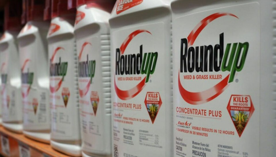 Landmænd skal se bort fra pesticidet glyfosat – også kendt som produktet Roundup – efter første spiring hos konsumafgrøder. Foto: Robyn Beck/AFP