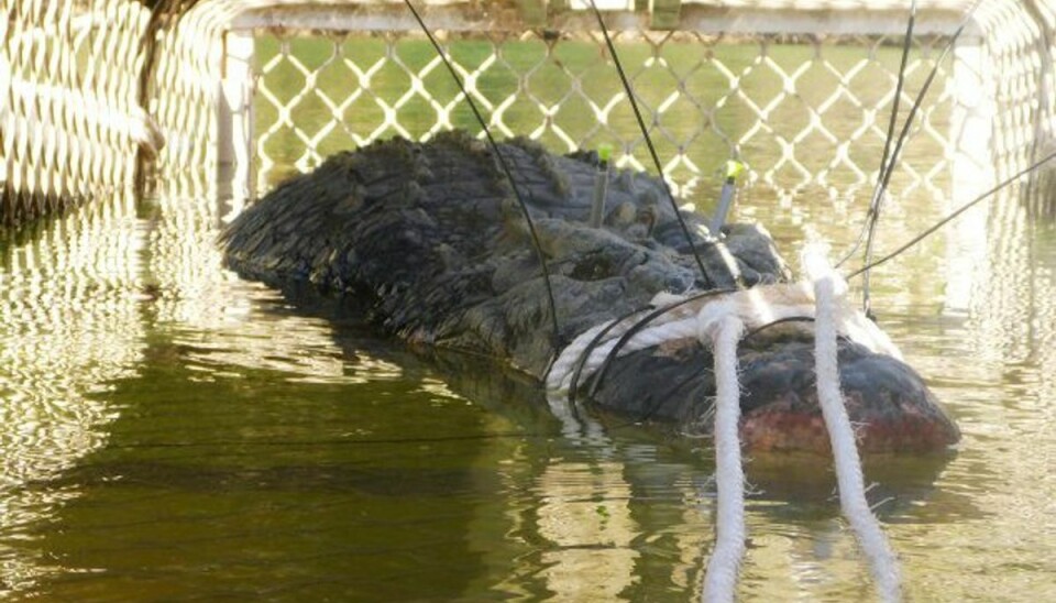 Australske myndigheder fanger kæmpe-krokodille Den knap fem meter lange krokodille er blevet overflyttet til en krokodillefarm. Foto: Handout/Reuters