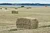 Halmballer ligger nypresset på en høstet mark ved Limfjorden, hvor det varme og forholdsvist vindstille vejr skaber iltsvind. Foto: Henning Bagger/arkiv/Scanpix