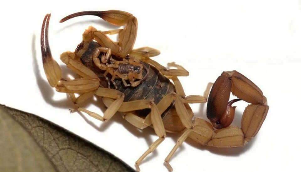 Tityus serrulatus, den brasilianske gule skorpion, er den store dræber. (Foto: Shutterstock)