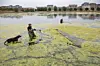 I 2007 var vandet i Københavns søer hærget af alger. (Arkivfoto: Scanpix)