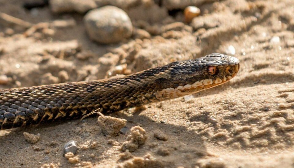 Slange i vandet: 10-årig dreng bidt En 10-årig dreng blev tirsdag bidt af hugorm på en dansk strand.