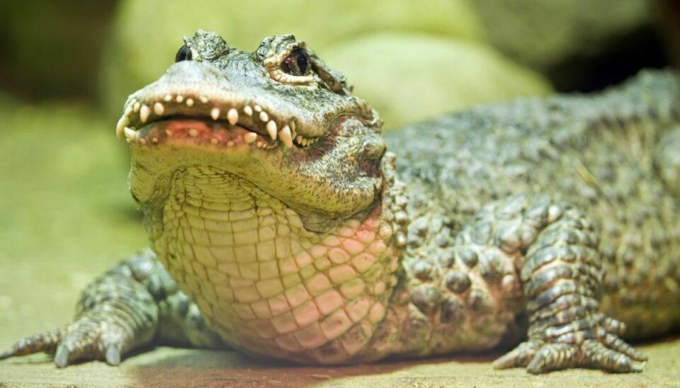 Den kinesiske alligator er tilladt som kæledyr i Danmark… klik videre og bliv overrasket over hvad man må – og hvad man ikke må – have i Danmark. (Foto: Shutterstock)