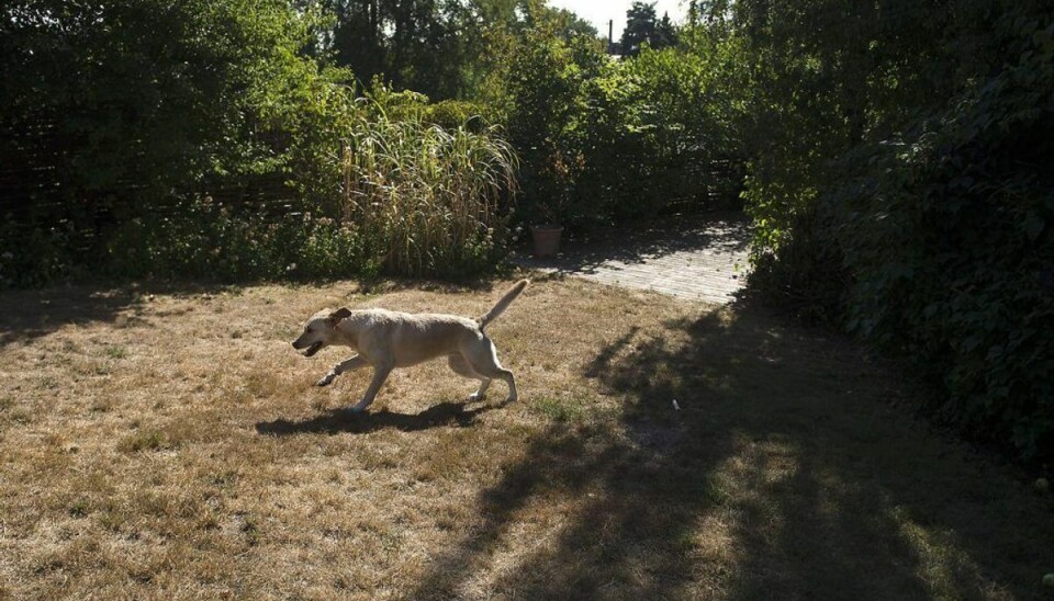 Den varmeste juli blev ikke juli 2018. Foto: Scanpix.