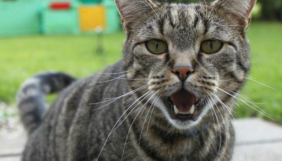 Den ekstreme varme, vi har haft i sommer, kan være særlig farlig for katte. Arkivfoto: Elo Christoffersen.