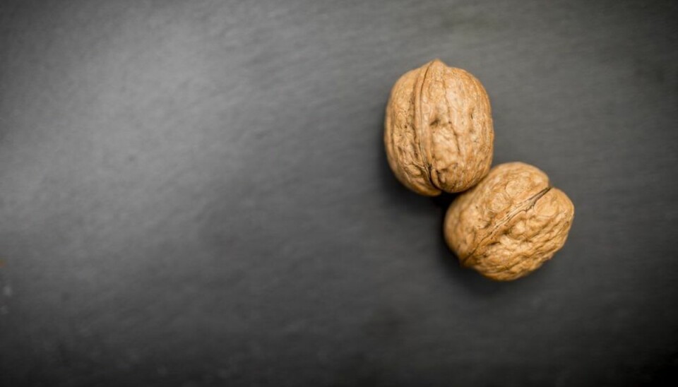 Denne kræftform lider flest unge mænd af: Husk at mærke efter! Omkring 300 danske mænd får konstateret testikelkræft årligt. (Foto: Shutterstock)