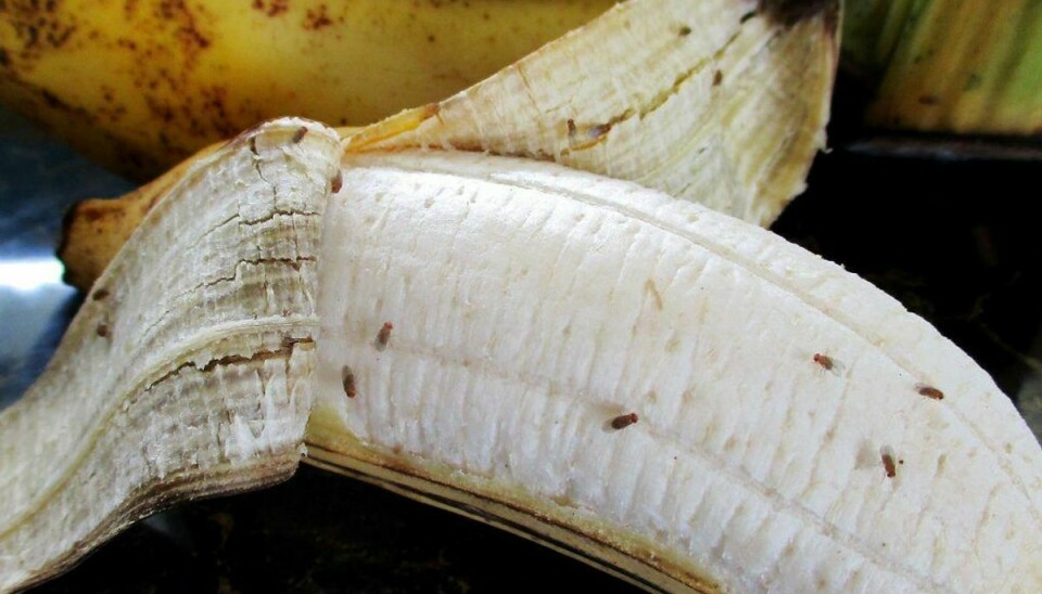 Bananfluer lægger æg i madrester og kan formere sig lynhurtigt. Det er særligt i frugt og grøntsager bananfluerne lever.