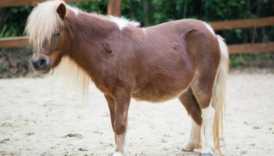 Par under anklage: Pony så vanrøgtet den spiste sin afføring Et par er under anklage for at have misrøgtet tre kaniner og en shetlandspony. Foto: Scanpix.