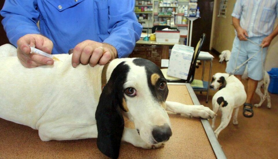 Flere hunde, der har sin gang i en hundeskov, er blevet smittet med kennelhoste. Foto: Colourbox.