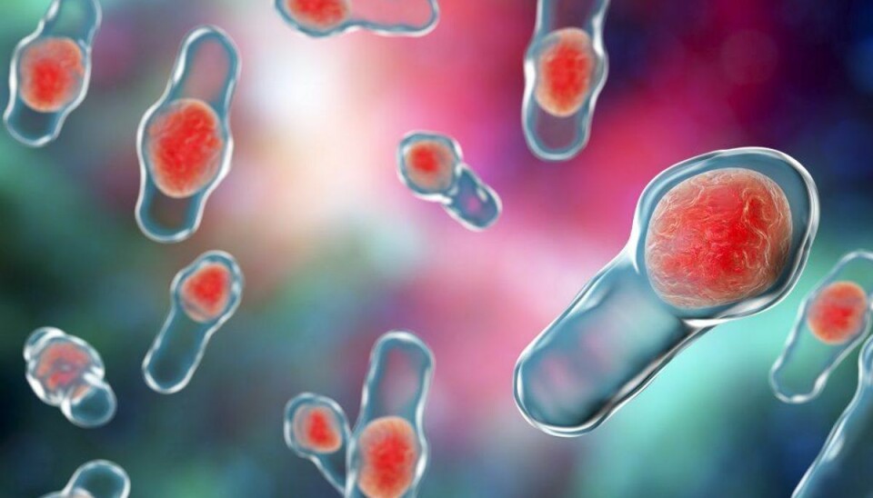 17 millioner kroner til opbevaring af lort: Sådan vil forskere redde danskere Bakterien Clostridium difficile rammer 4000 danskere årligt – og er meget farlig. (Foto: Shutterstock)