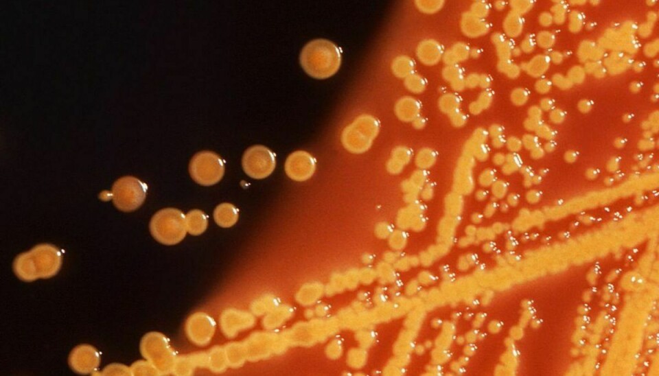 Her ses en koloni af e. coli-bakterier. Et smukt sym, hvsi man spørger to forskere fra Københavns Universitet. Foto: Scanpix
