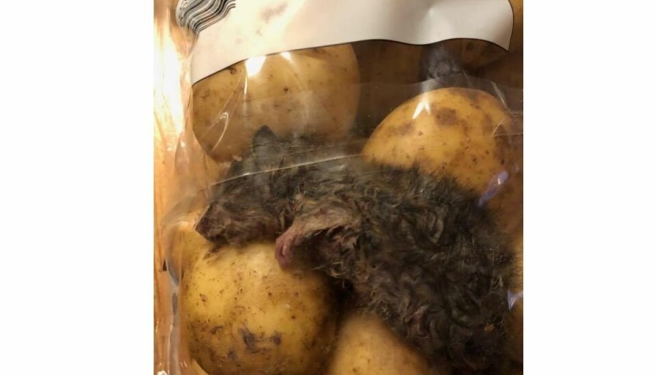 Patricks svigerforældre købte kartofler i Aldi: Indholdet vil give dig kvalme