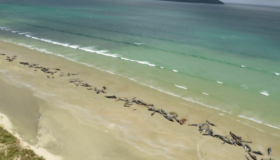145 grindehvaler blev lørdag fundet strandet på Stewart Island i New Zealand. Det meldes nu alle døde. Foto: Handout/Reuters