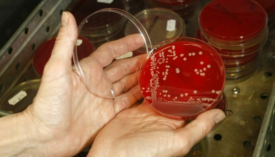 MRSA-bakterien har for nu været kendt for at være mest farlig for personer med svækket immunforsvar. Foto: Scanpix/Fabrizio Bensch.