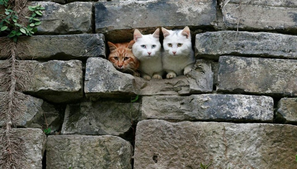 Står det til DF, kommer der snart en lov om katte. Foto: CHINA STRINGER NETWORK/Ritzau Scanpix)