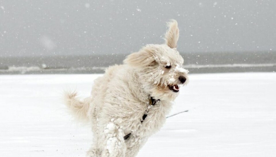 Ikke alle hunde elsker vinteren: Det er der en god grund til