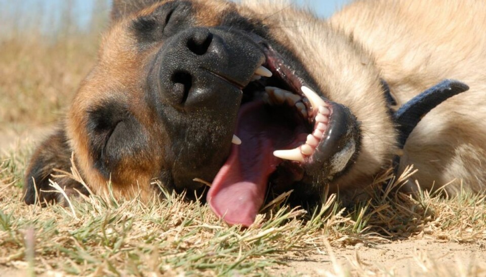 Reglerne omkring at blive begravet med sin hund er kryptiske. KLIK videre for at se, om du kan blive begravet med din hund. Foto: Colourbox Reglerne omkring at blive begravet med sin hund er kryptiske. KLIK videre for at se, om du kan blive begravet med din hund. Foto: Colourbox