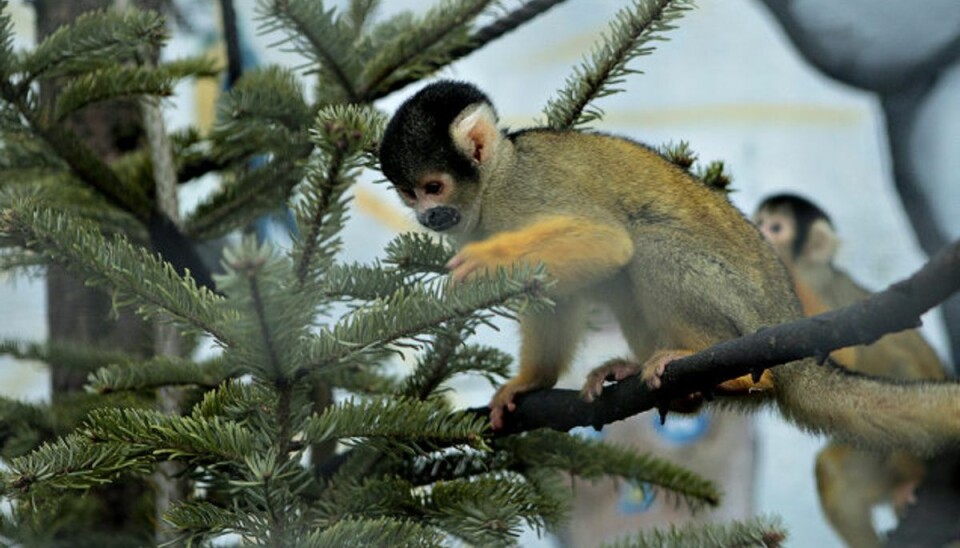 Sådan kan juletræet genbruges efter jul Bor du i nærheden af Zoologisk Have i København eller Odense, kan du give dit brugte træ til havens dyr. (Arkivfoto) Foto: Jørgen Kirk/Scanpix