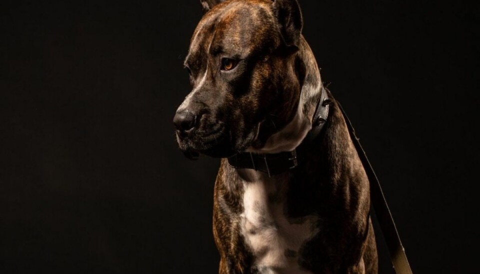 På billedet ses en Staffordshire Bull Terrier. Det er endnu uvist, om det er den race eller en Amerikansk Staffordshire Terrier. Foto: Colourbox