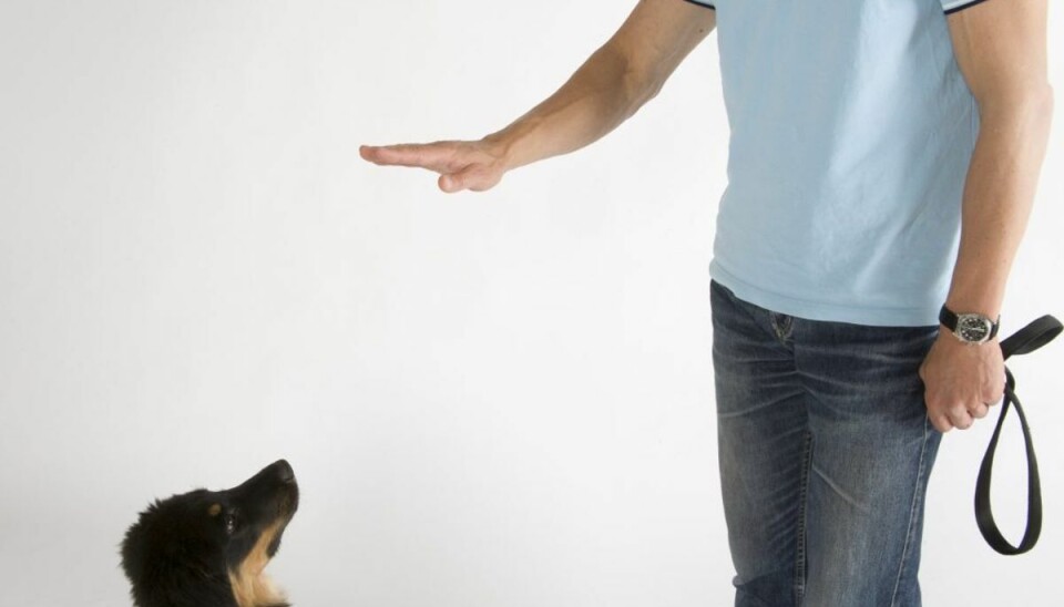 Er din hund uopdragen? Sådan får du den på ret køl