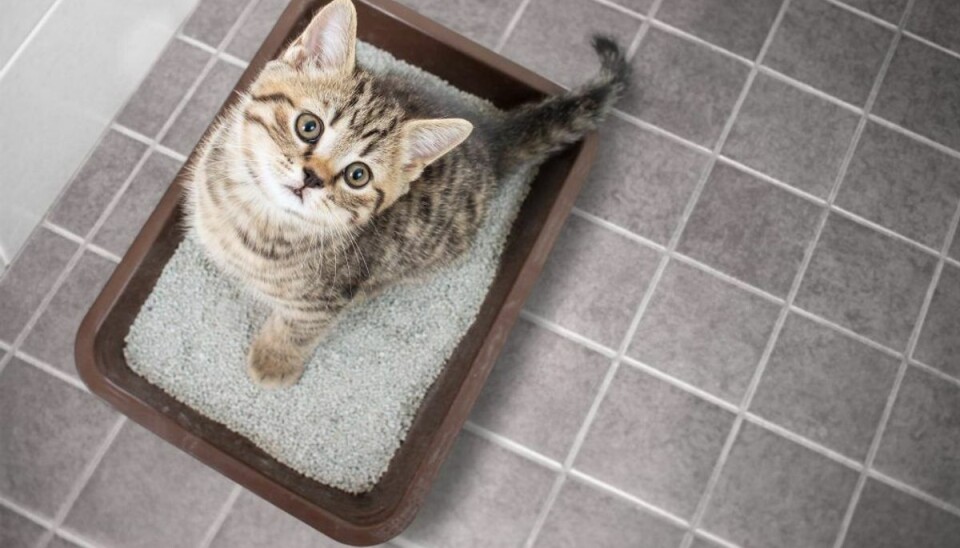 Du kan blive skizofren af kattelort
