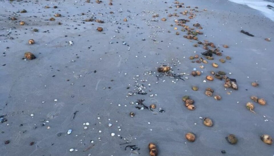 Dansk strand flyder med kartofler Det flyder med kartofler i Ballen på Samsøs østkyst. Foto: Privat/TV2 Østjylland.