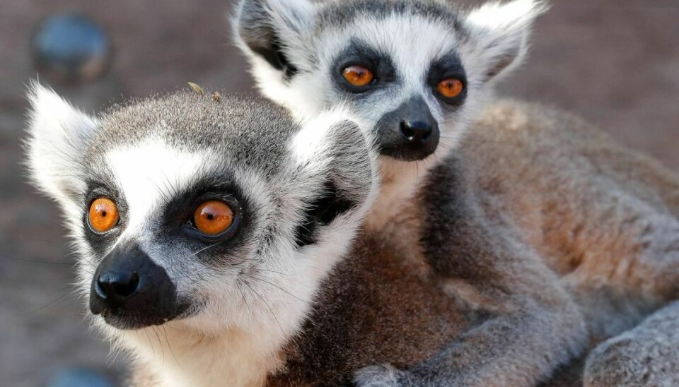 Disse søde videoer må du ikke dele Forskerne har blandt andet brugt en meget populær video med en lemur som case. (Foto: Scanpix)