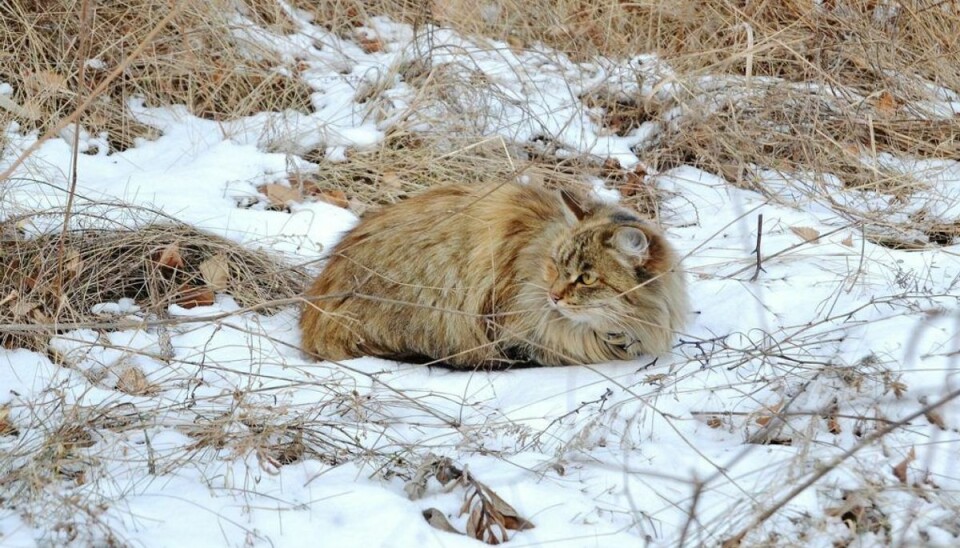 Pas på: Vores katte hundefryser