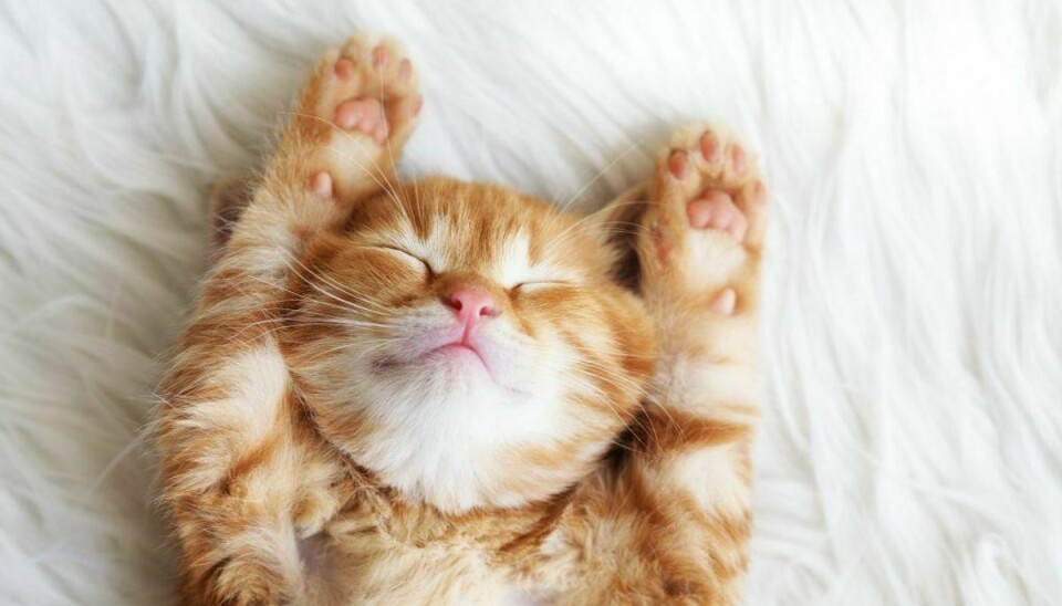 Klikker du for meget på billeder af søde katte? Billedfiler af typen PNG kan have budt uvedkommende gæster inden for. (Foto: Shutterstock)
