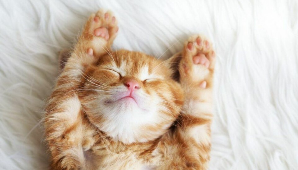 Sød kat kan have alvorlige konsekvenser Klikker du for meget på billeder af søde katte? Billedfiler af typen PNG kan have budt uvedkommende gæster inden for. (Foto: Shutterstock)