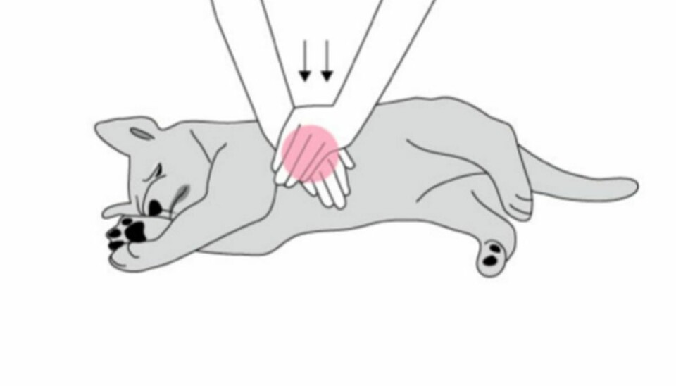 Her skal du give hunden hjertemassage. Grafik: Agira Dyreforsikring.