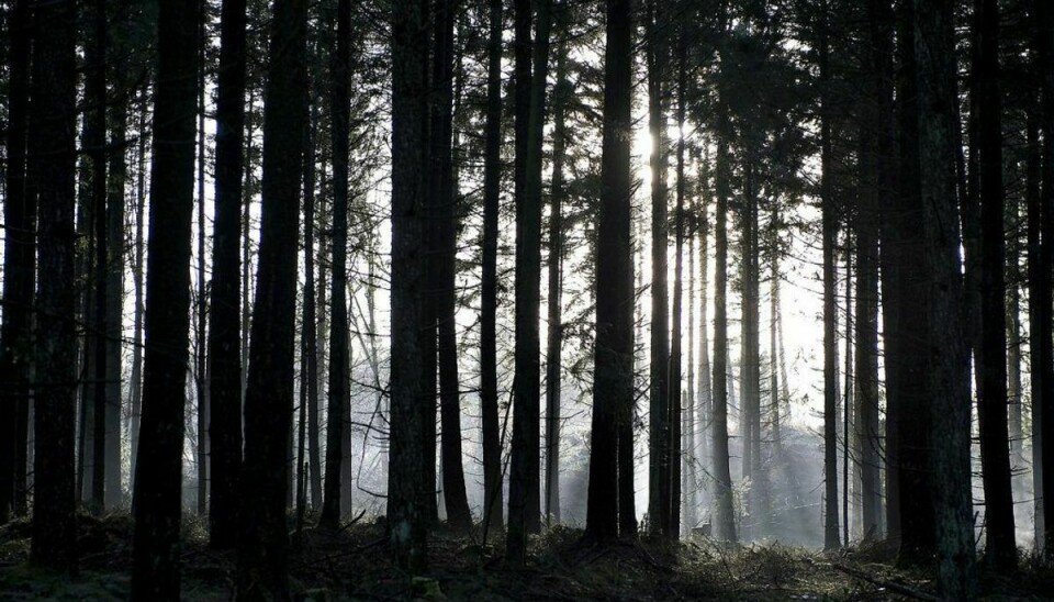 De danske skove er blevet mørkere. Det er problematisk, ifølge forening. Foto: Henning Bagger/Ritzau Scanpix.
