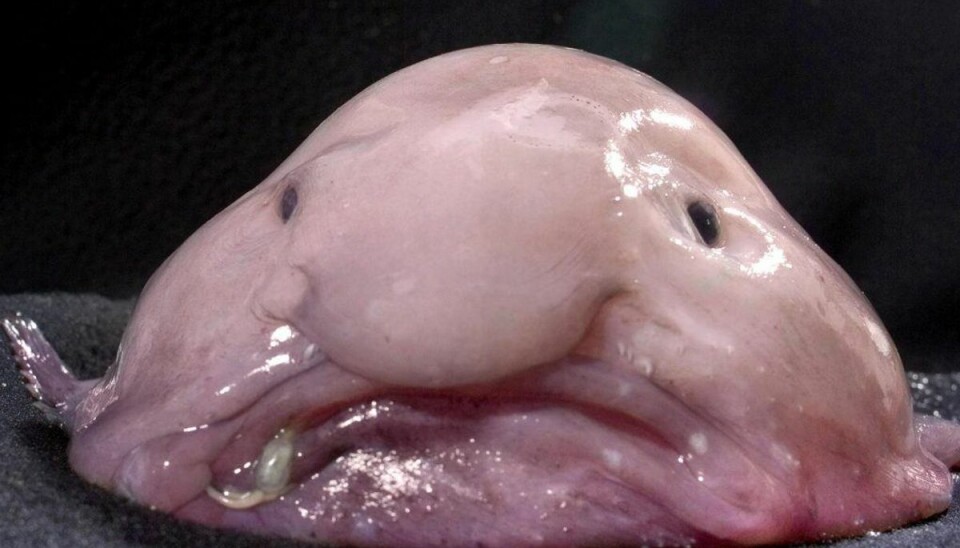 Verdens grimmeste fisk: Kun grim på overfladen Verdens grimmeste fisk er en blobfisk. Foto: Kerryn Parkinson/Scanpix.