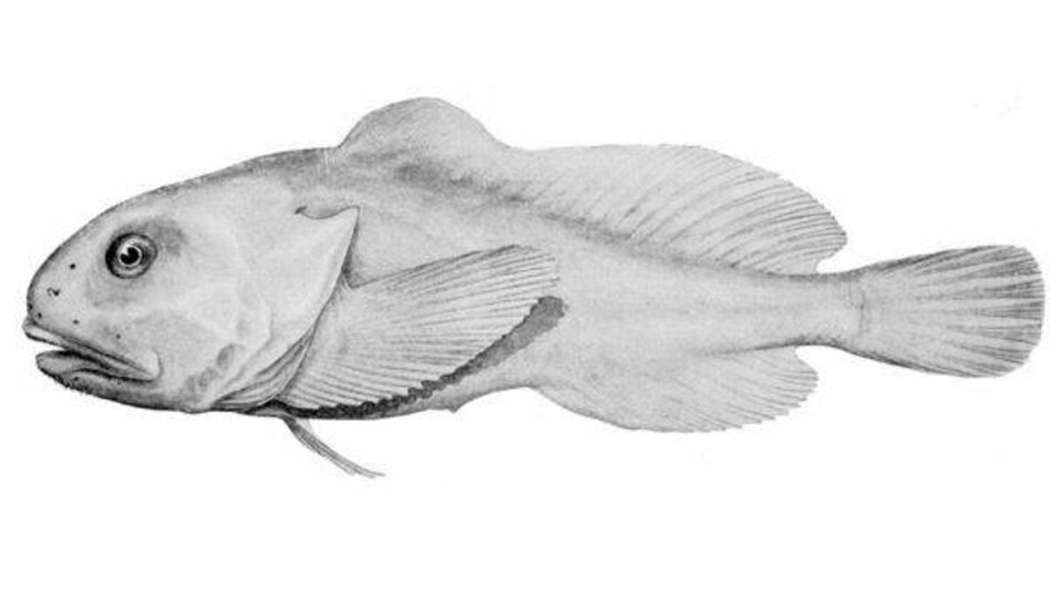 Verdens grimmeste fisk: Kun grim på overfladen