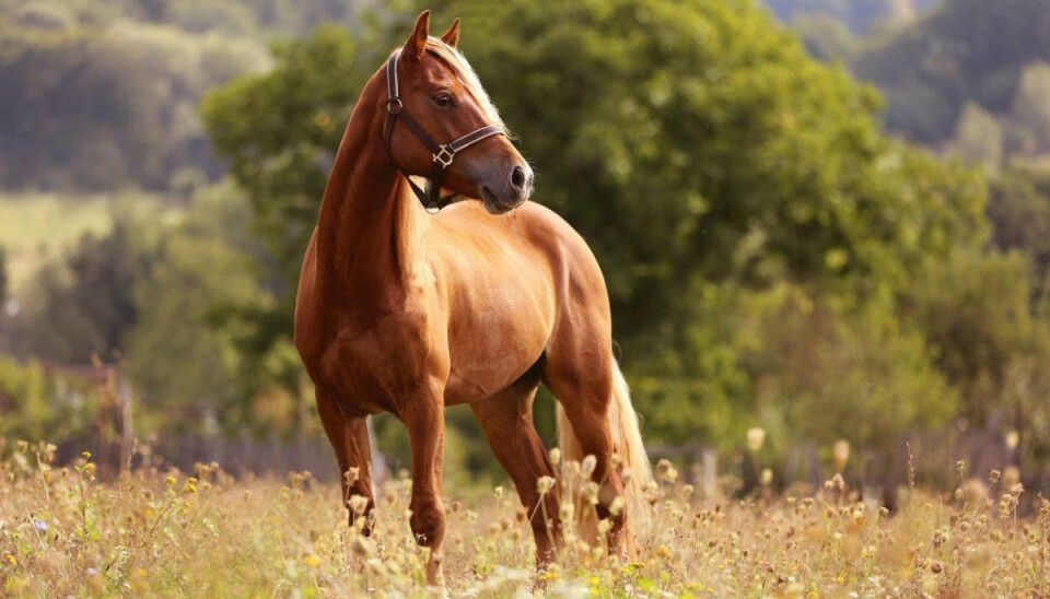 Teenager fanget med hånden oppe i hest Teenageren blev taget på fersk gerning af en nabo. (Foto: Shutterstock)