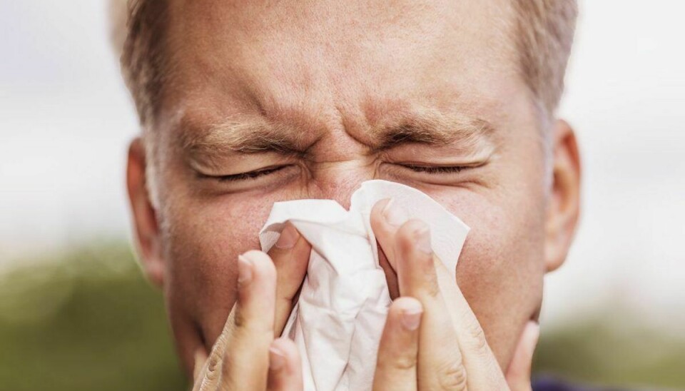 En fjerdedel af alle voksne danskere er ramt af pollenallergi. Ud over det har 18 procent symptomerne uden at være diagnosticeret. KLIK videre i galleriet og se, hvilke symptomer, du skal holde øje med. Foto: Shutterstock