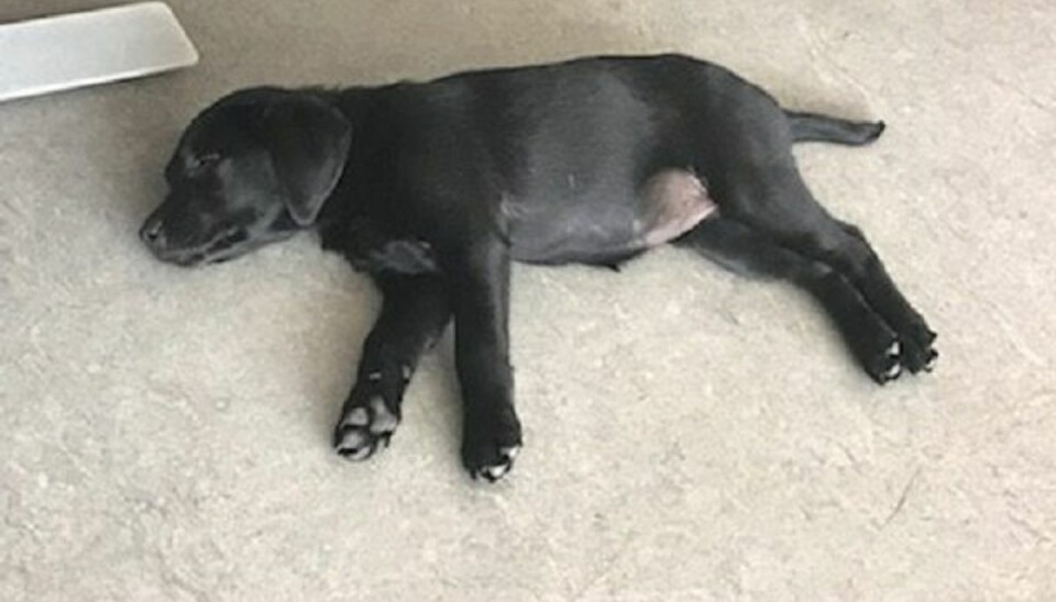 Lille Smilla får mand tre år i fængsel for narko Politihunden Smilla er skyld i, at en 29-årig mand nu skal tre år i fængsel. Foto: Sydøstjyllands Politi.