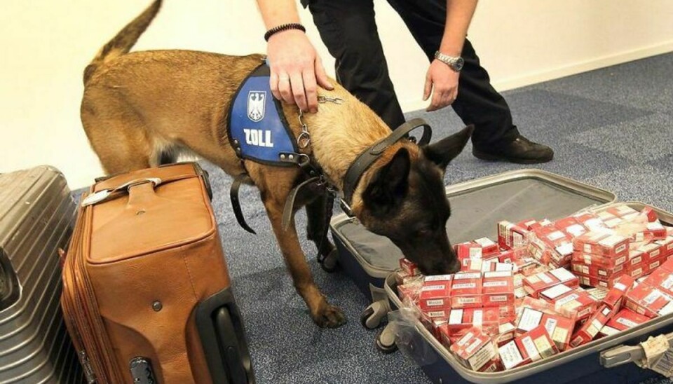 Toldernes hunde er en vigtig ven i jagten på smuglerne. KLIK FOR FLERE BILLEDER AF DE ULOVLIGE SAGER. (Foto: Scanpix)