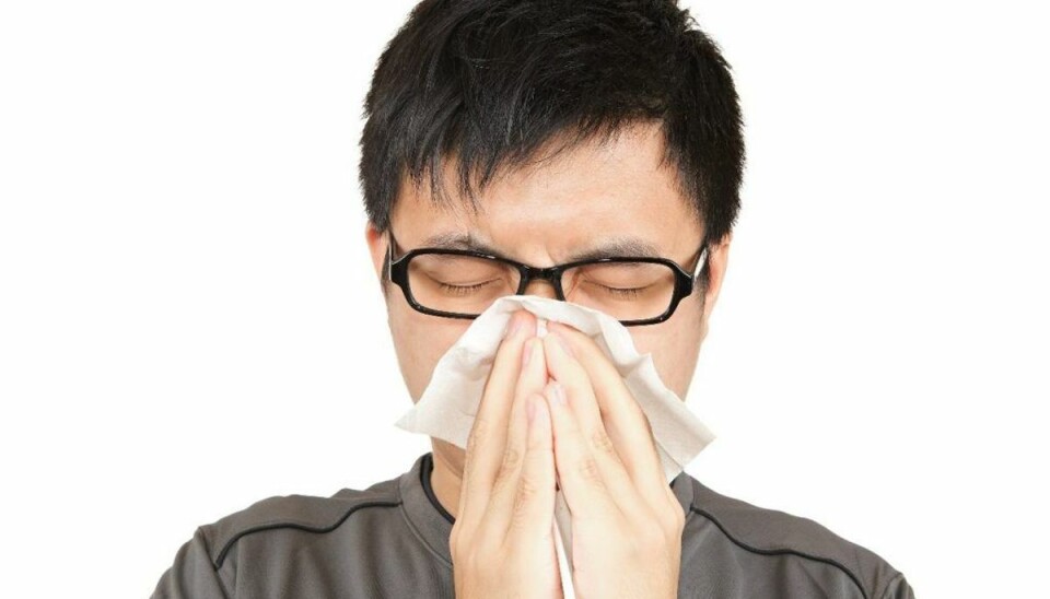 Halvdelen af Danmarks pollenallergikere reagerer på birk. Det svarer til en halv million. Foto: Scanpix. KLIK VIDERE OG FÅ GODE RÅD TIL AT SLIPPE FOR POLLEN. Halvdelen af Danmarks pollenallergikere reagerer på birk. Det svarer til en halv million. Foto: Scanpix. KLIK VIDERE OG FÅ GODE RÅD TIL AT SLIPPE FOR POLLEN.