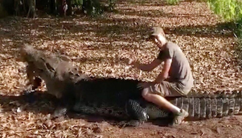 Den danske Crocodile Dundee? Hele verden synes, at Niels er for dum 22-årige Niels Jensen er vild med dyr, men hans nærkontakt med en kæmpe saltvandskrokodille i en dyrepark i Australien er ikke faldet i god jord hos de australske myndigheder. Foto: Ritzau Scanpix