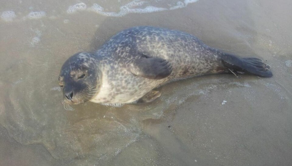 Mange henvendelser om sæler i nød – virkeligheden er en helt anden