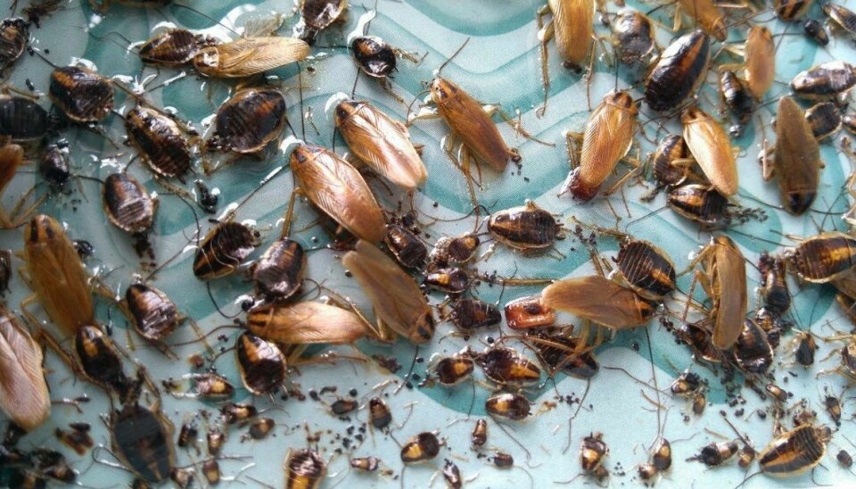 Fødevarestyrelsen så ‘en del kakerlakker’ under deres kontrolbesøg. (Foto: Shutterstock)